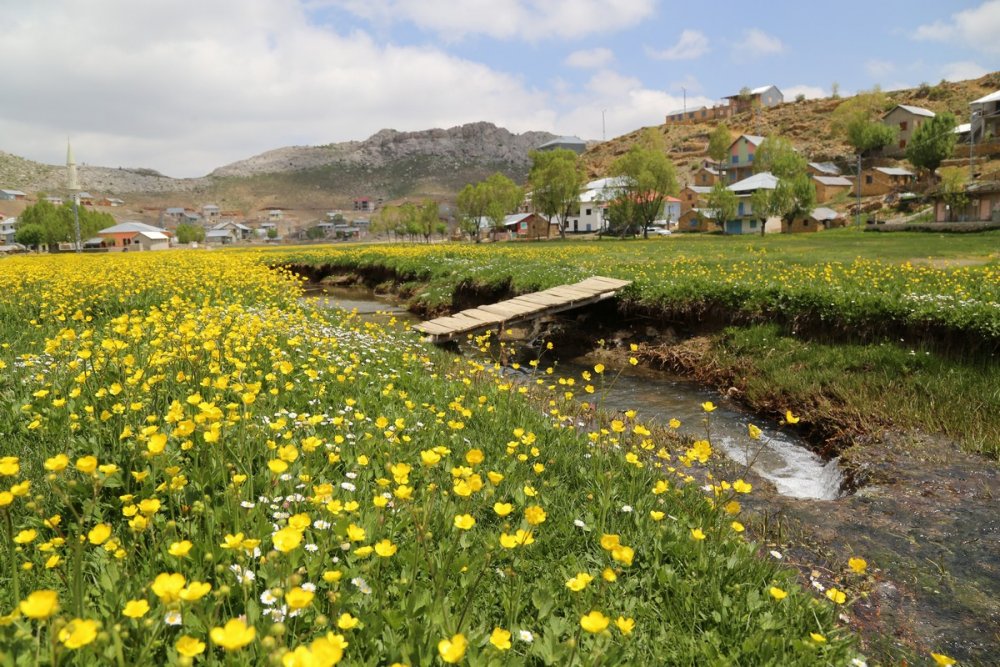 Siz görmüyorsunuz ama Toroslar'ın Konya kesiminde dağlar sarı gelinlik giydi
