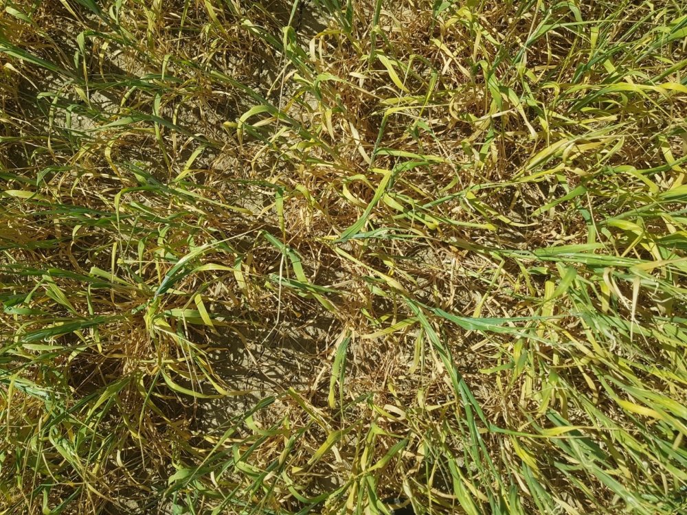 Konya'da kuraklık ekili alanları vurdu!