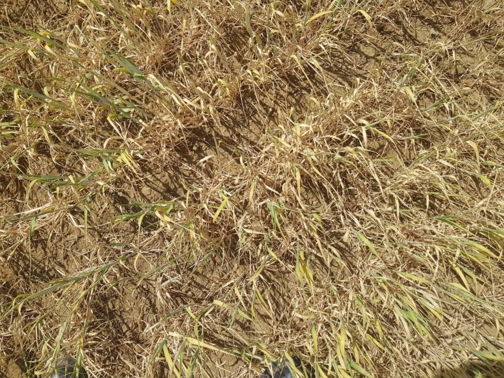 Konya'da kuraklık ekili alanları vurdu!