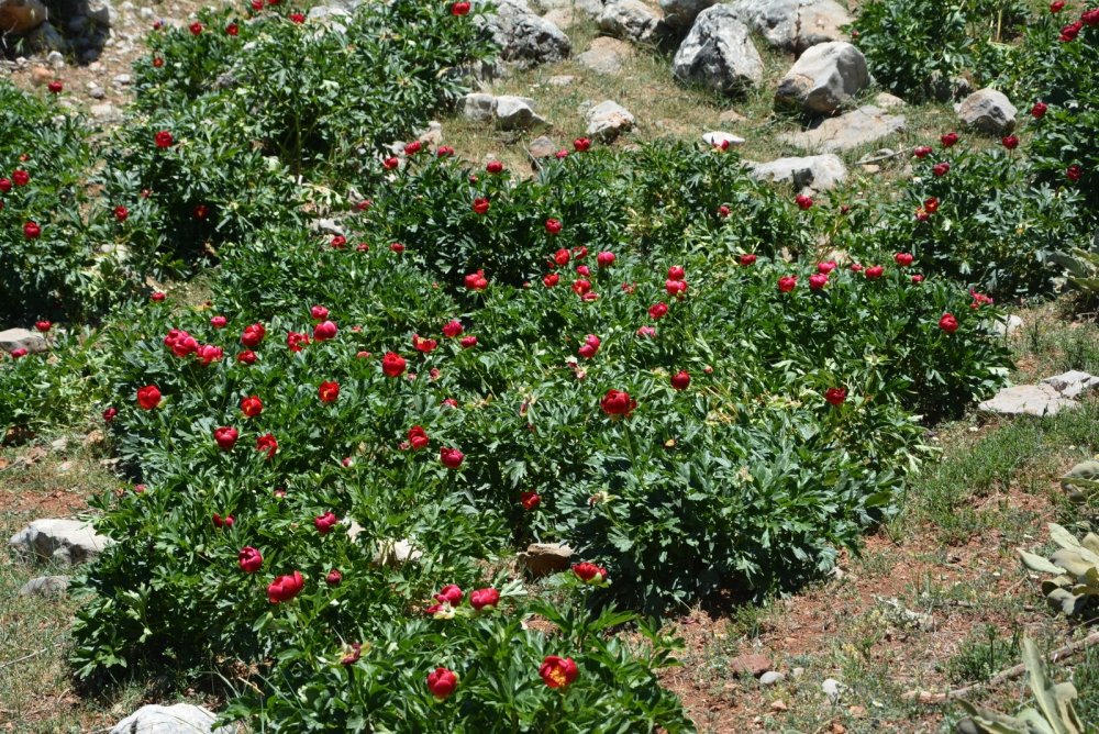 Kızılören'deki bu çiçeği koparana 80 bin 465 lira ceza var