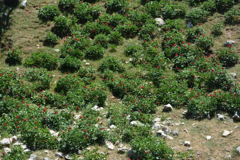 Kızılören'deki bu çiçeği koparana 80 bin 465 lira ceza var