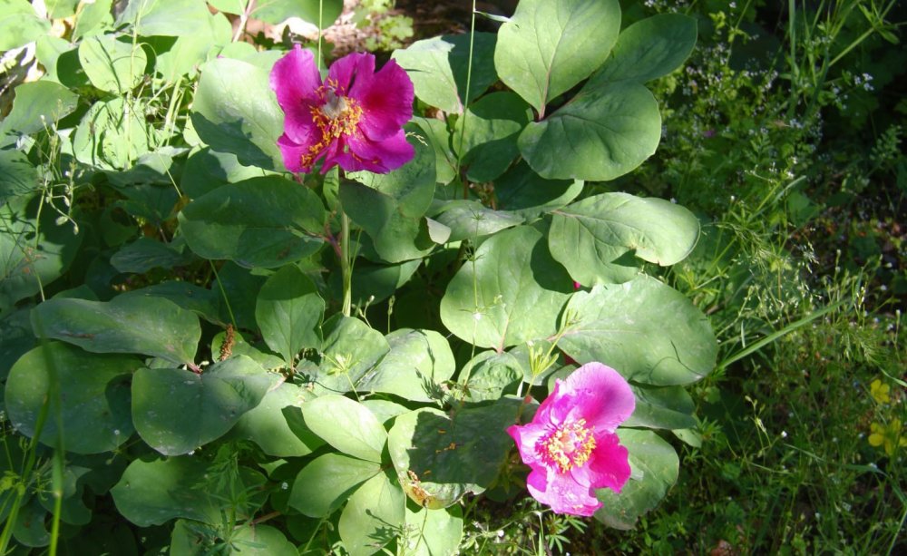 Konya'da koparana 80 bin ila 402 bin lira arasında ceza kesilen 'şakayık'lar görüntülendi