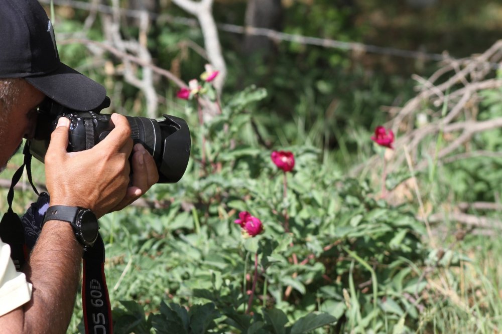 Konya'da koparana 80 bin ila 402 bin lira arasında ceza kesilen 'şakayık'lar görüntülendi