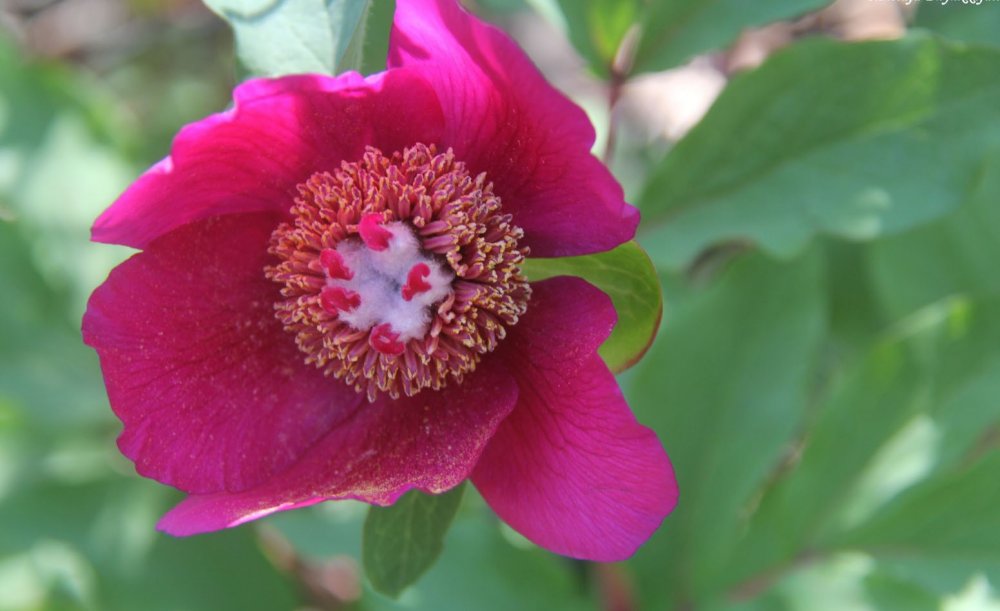 Konya'da koparana 80 bin ila 402 bin lira arasında ceza kesilen 'şakayık'lar görüntülendi