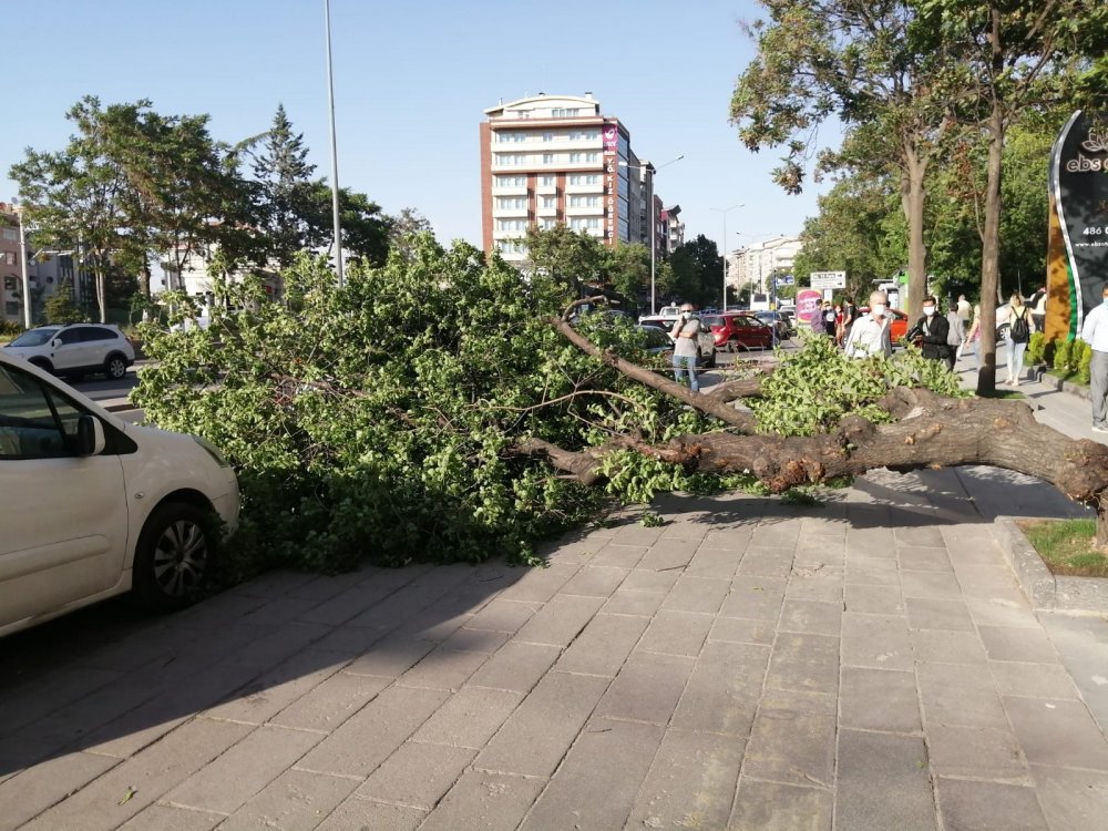 Ankara'da sert esen rüzgar ağacı iki aracın üzerine devirdi