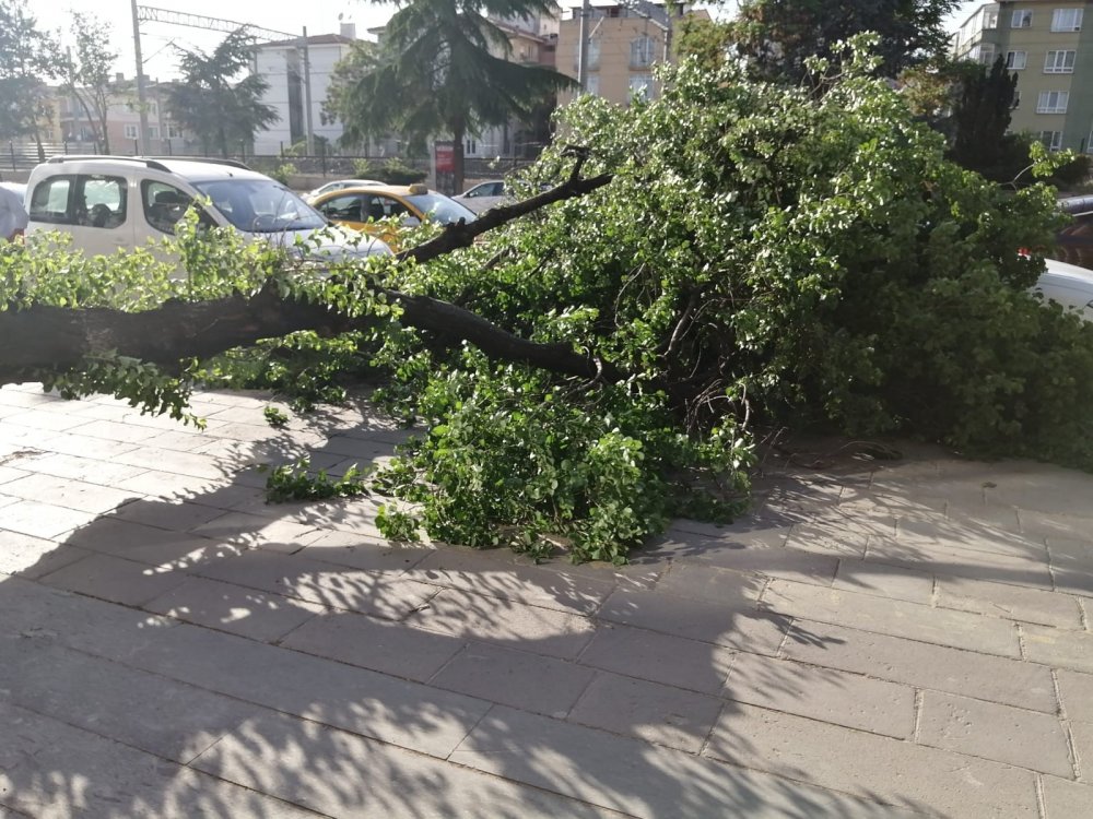 Ankara Da Sert Esen Ruzgar Agaci Iki Aracin Uzerine Devirdi