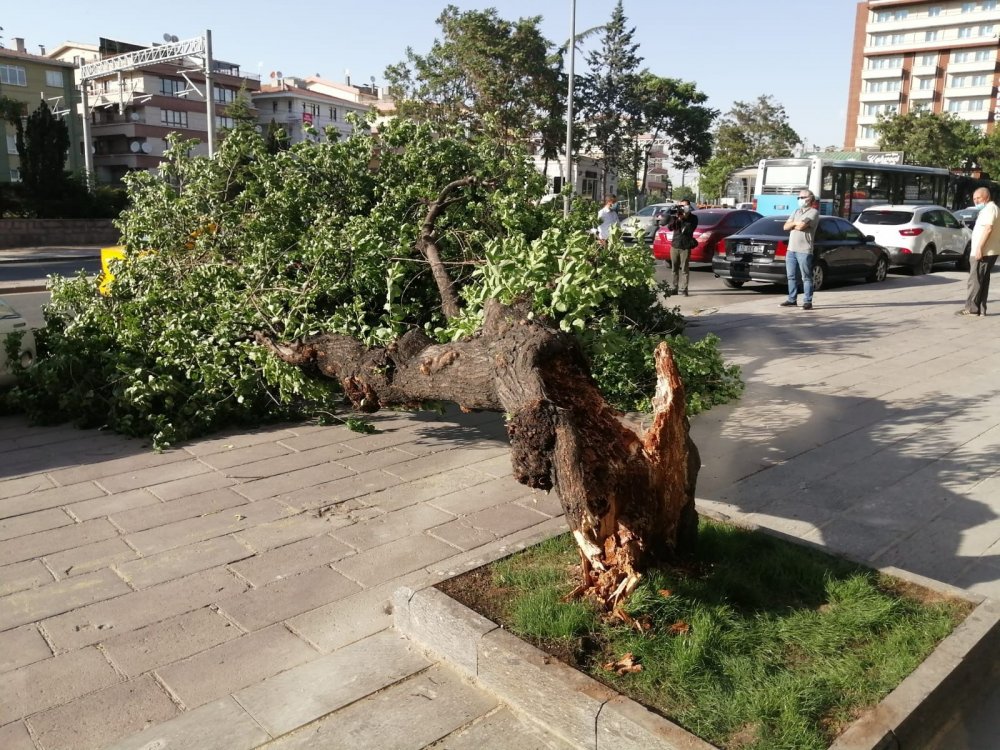 Ankara'da sert esen rüzgar ağacı iki aracın üzerine devirdi