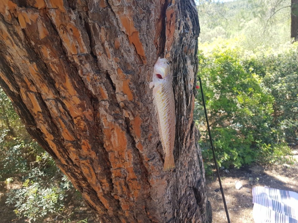 İzmir'in başına bela oldu! Bir balıkçı hastaneye kaldırıldı
