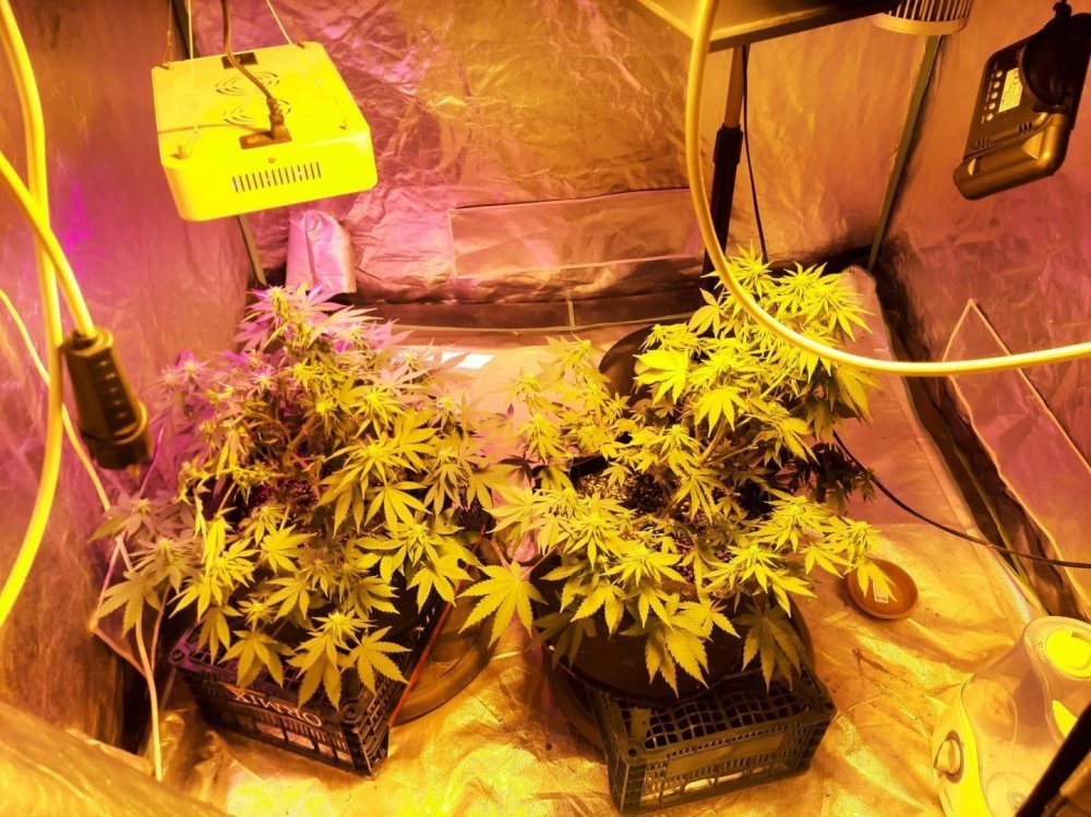 Konya'da 2 günde 5 uyuşturucu operasyonu! Balkonu ve dolabı kenevir serasına çevirdiler