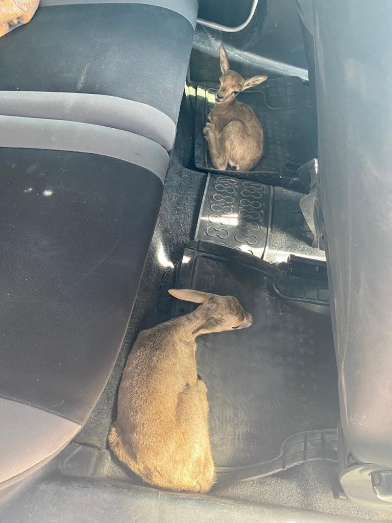 Konya'da narkotik polisinin durdurduğu otomobilden ceylan yavruları çıktı
