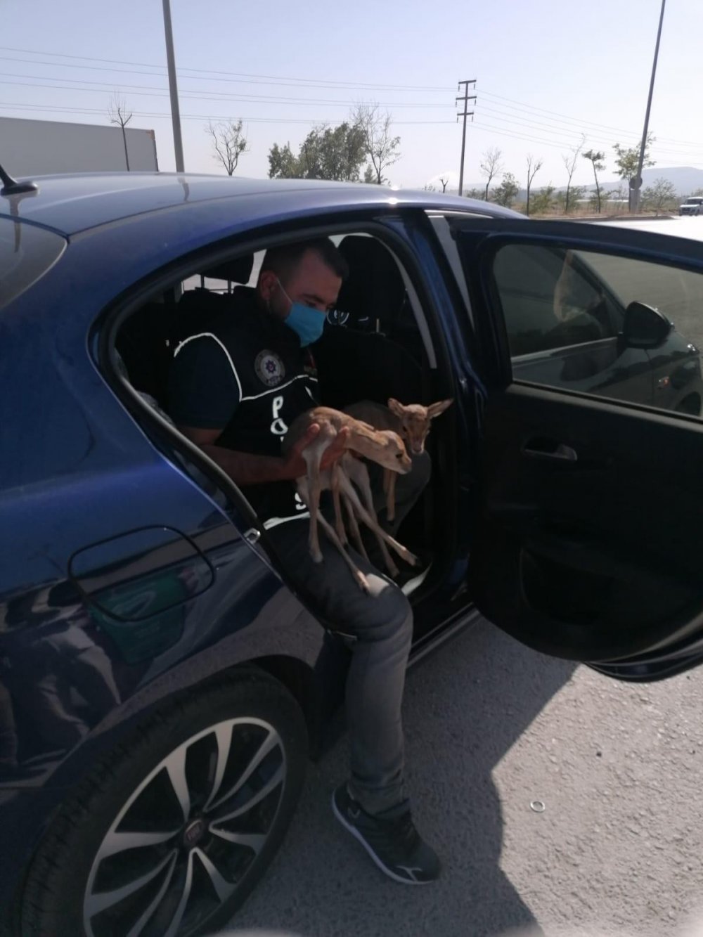 Konya'da narkotik polisinin durdurduğu otomobilden ceylan yavruları çıktı