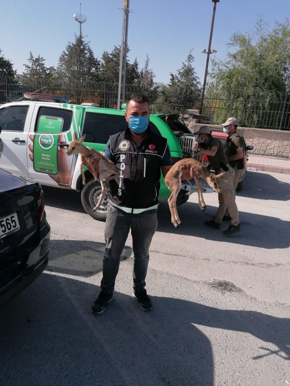 Konya'da narkotik polisinin durdurduğu otomobilden ceylan yavruları çıktı