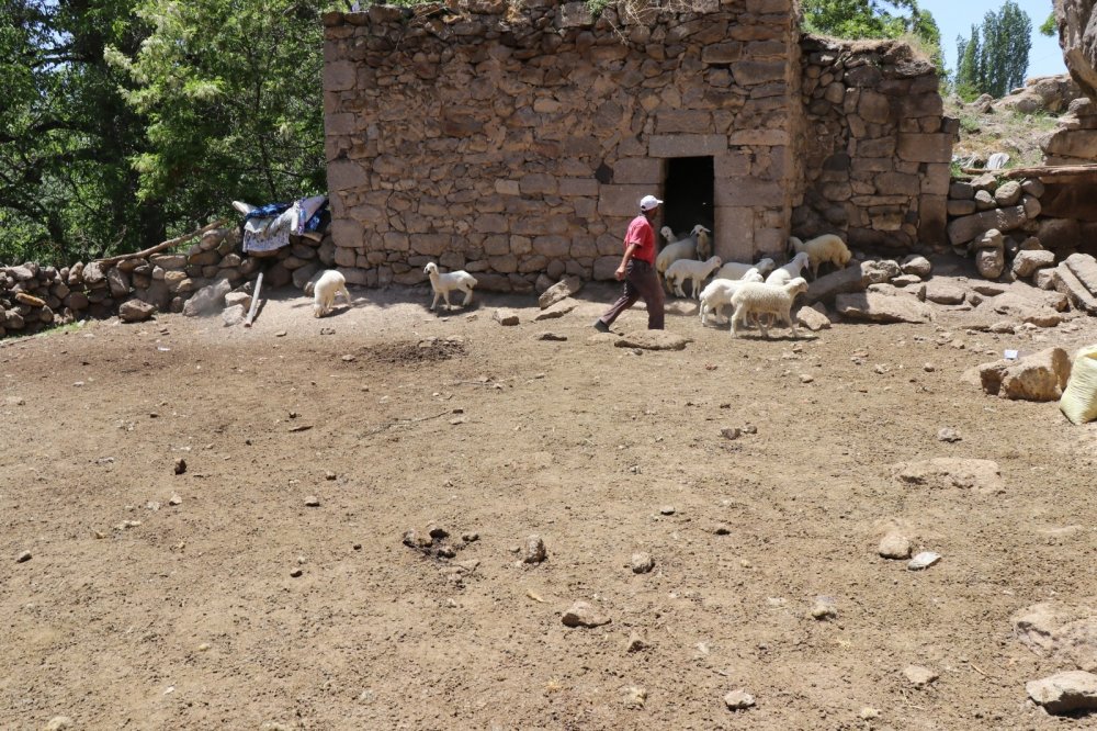 Güzelyurt'ta ahıra kurt daldı! 10 koyunu telef etti