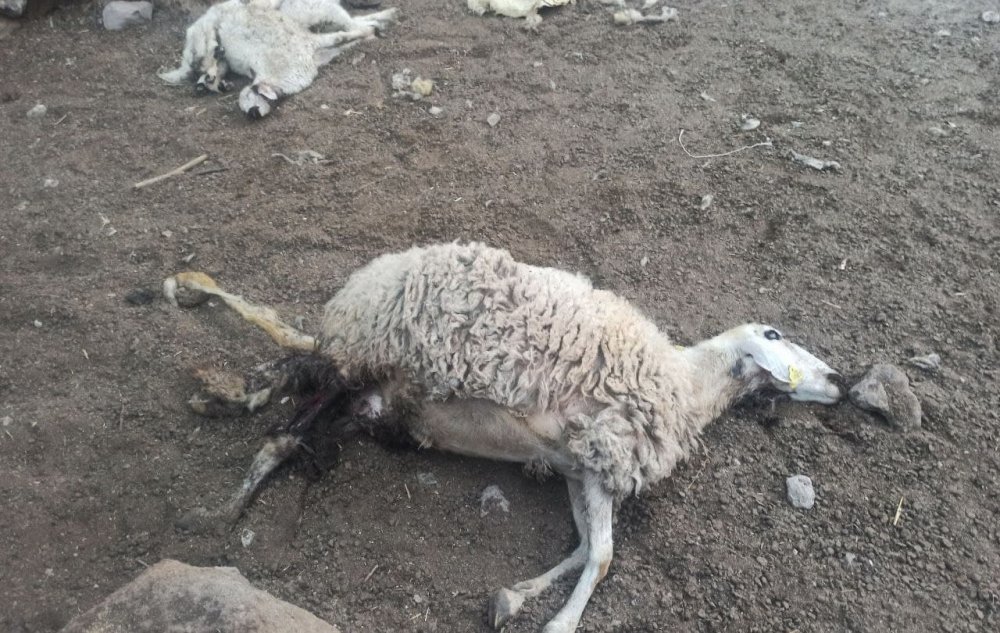 Güzelyurt'ta ahıra kurt daldı! 10 koyunu telef etti