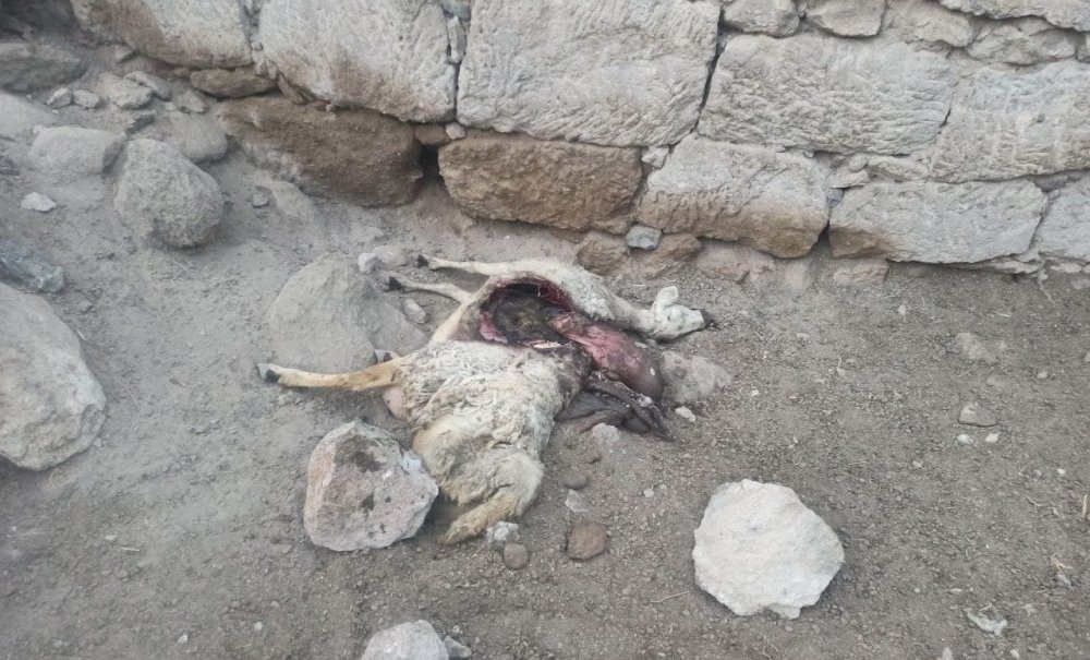 Güzelyurt'ta ahıra kurt daldı! 10 koyunu telef etti
