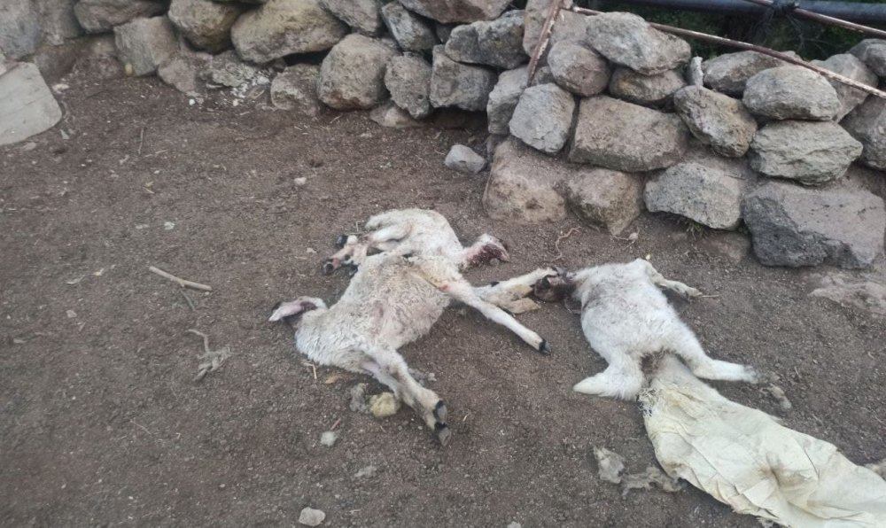 Güzelyurt'ta ahıra kurt daldı! 10 koyunu telef etti
