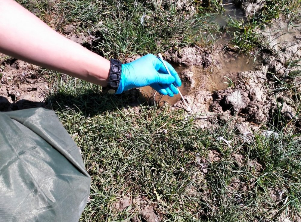 Konya'da kıyı kuşlarının salgın ve mutasyon oluşturma riski araştırılıyor