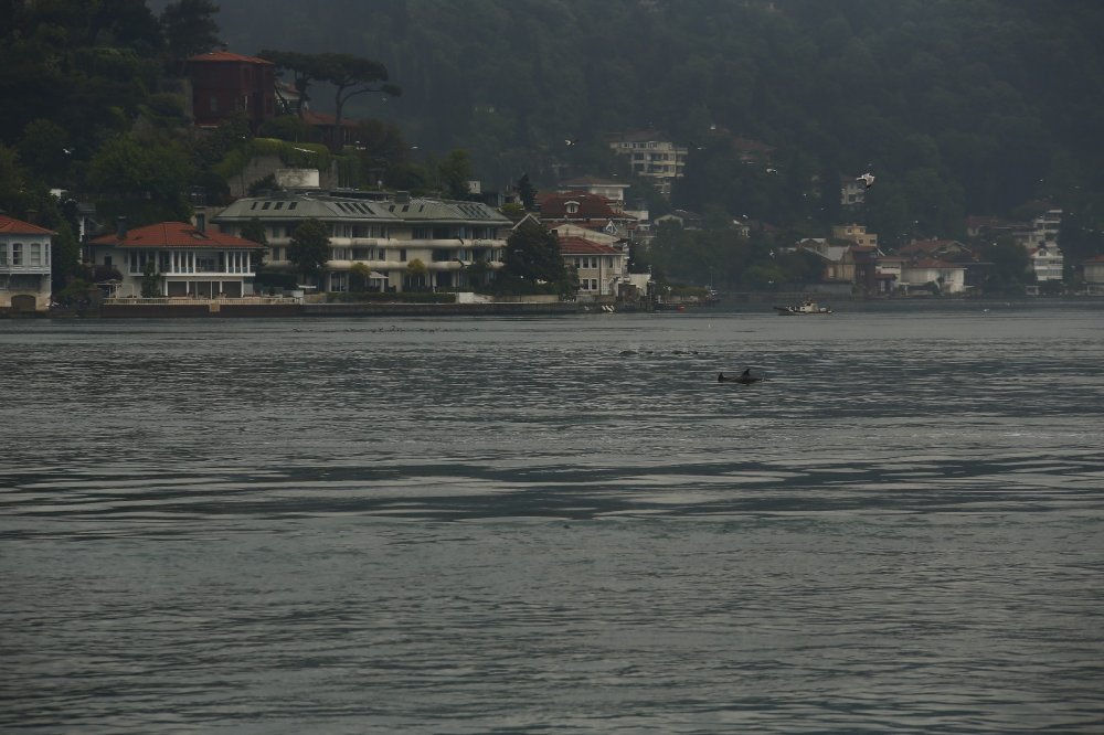 Yunus sürüsü İstanbul Boğazı’na akın etti