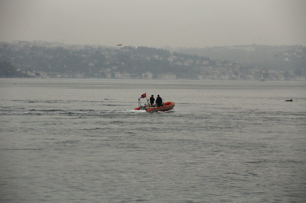 Yunus sürüsü İstanbul Boğazı’na akın etti