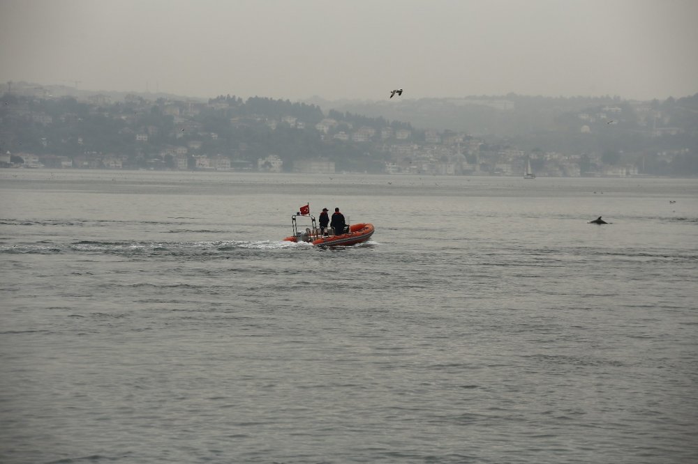 Yunus sürüsü İstanbul Boğazı’na akın etti