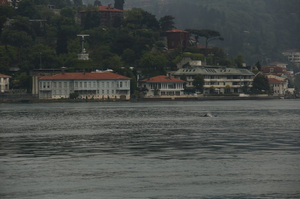 Yunus sürüsü İstanbul Boğazı’na akın etti