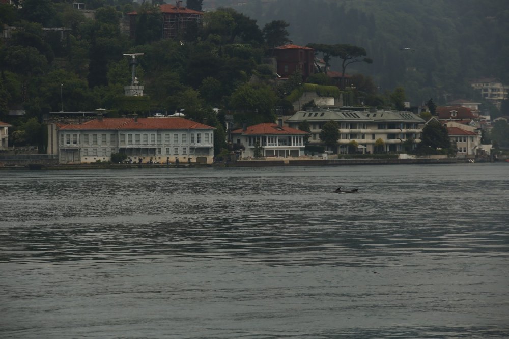 Yunus sürüsü İstanbul Boğazı’na akın etti