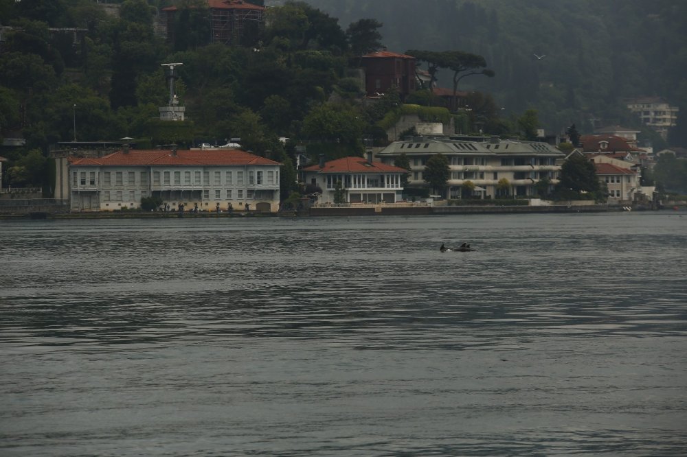 Yunus sürüsü İstanbul Boğazı’na akın etti