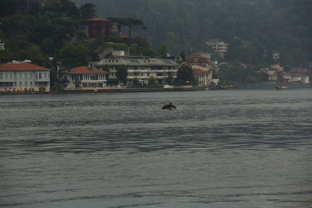Yunus sürüsü İstanbul Boğazı’na akın etti