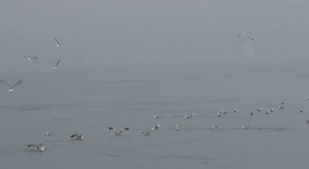 Yunus sürüsü İstanbul Boğazı’na akın etti