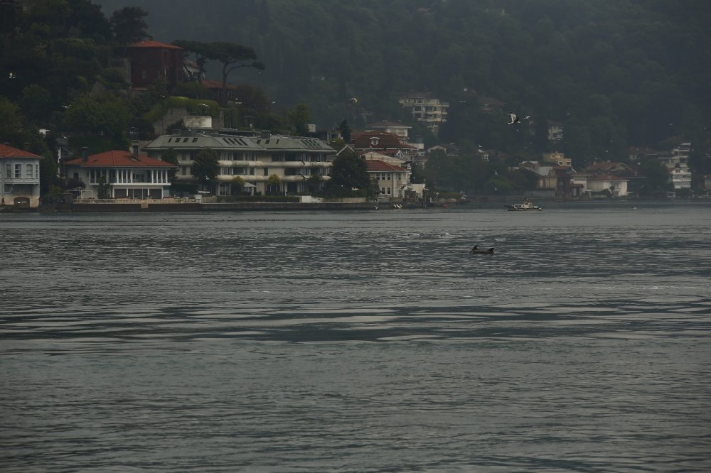Yunus sürüsü İstanbul Boğazı’na akın etti