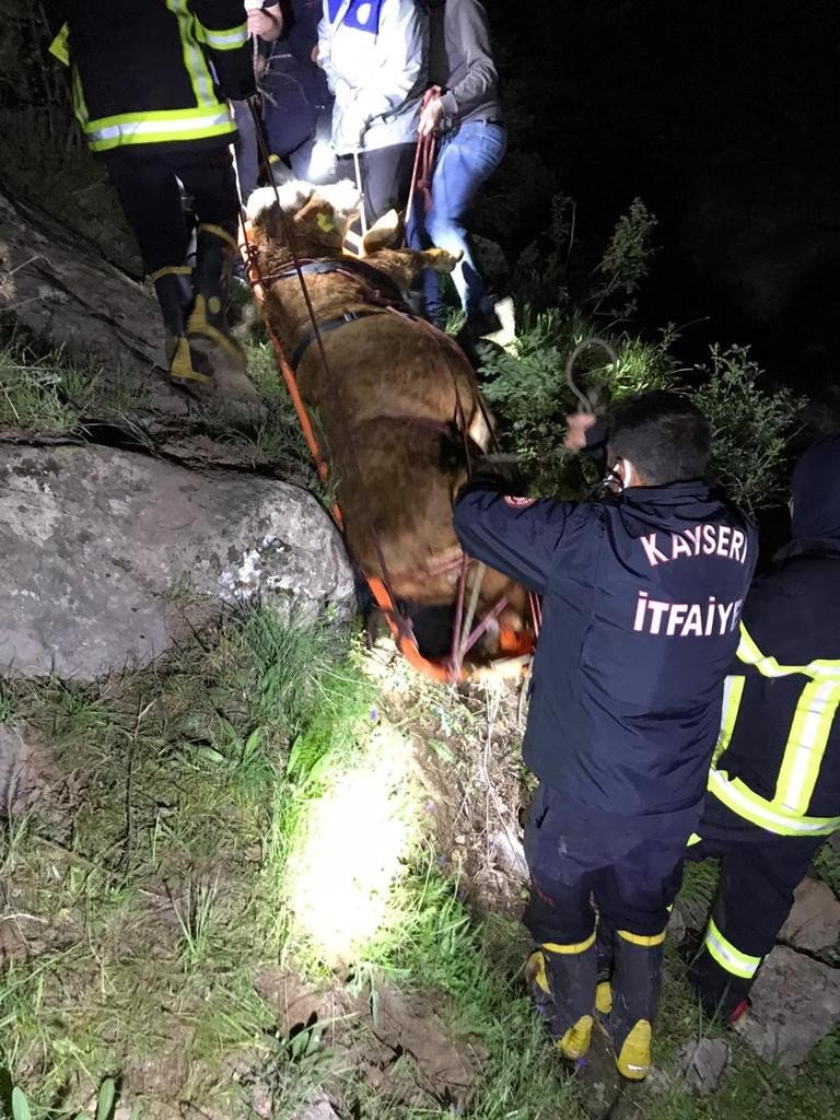 Şiddetli akıntı olan dereye düşen inek 8 saatlik operasyonla kurtarıldı