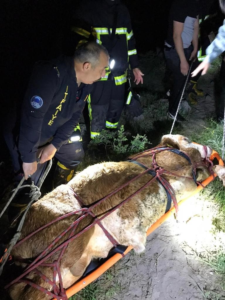 Şiddetli akıntı olan dereye düşen inek 8 saatlik operasyonla kurtarıldı