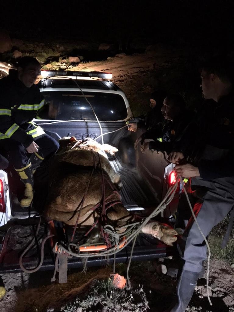 Şiddetli akıntı olan dereye düşen inek 8 saatlik operasyonla kurtarıldı