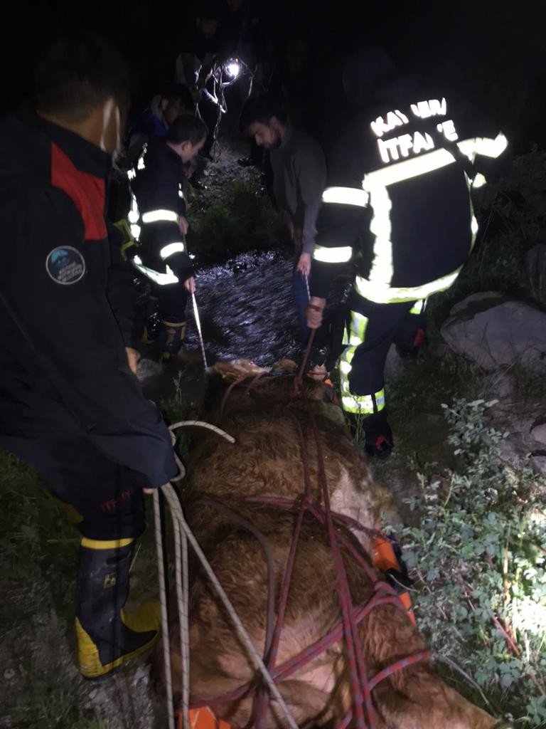 Şiddetli akıntı olan dereye düşen inek 8 saatlik operasyonla kurtarıldı