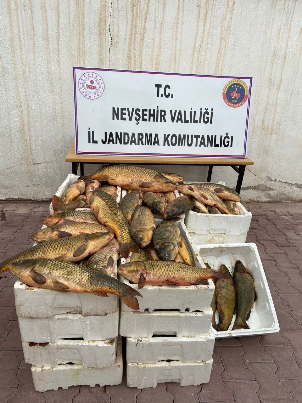 Kızılırmak'tan balık tuttu Konyalı'ya satarken yakalandı