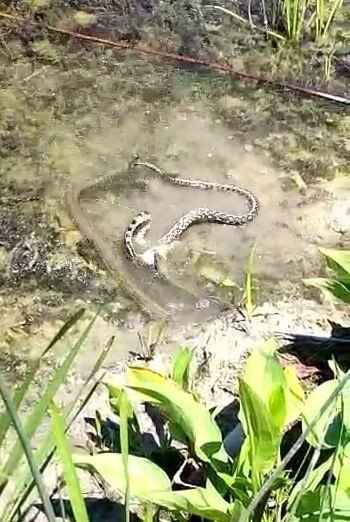 Konya Beyşehir Gölü'nde korku filmi sahnesi! Birbirleriyle savaştılar