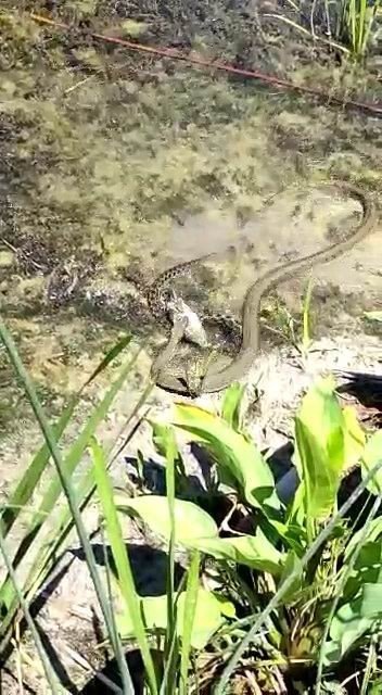 Konya Beyşehir Gölü'nde korku filmi sahnesi! Birbirleriyle savaştılar