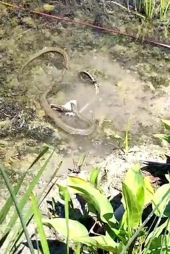 Konya Beyşehir Gölü'nde korku filmi sahnesi! Birbirleriyle savaştılar