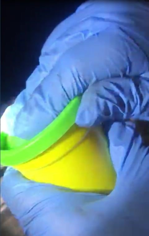 Bunu da yaptılar! Oyun hamuru kutusundan bonzai çıktı