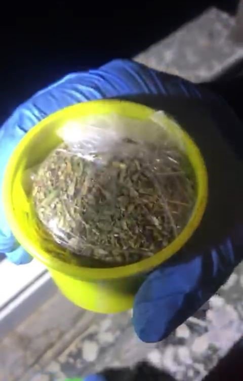 Bunu da yaptılar! Oyun hamuru kutusundan bonzai çıktı