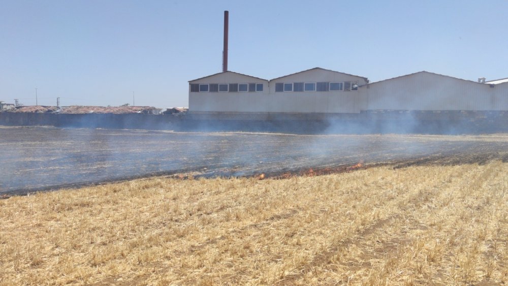 Anız yangını neredeyse fabrikayı yok ediyordu