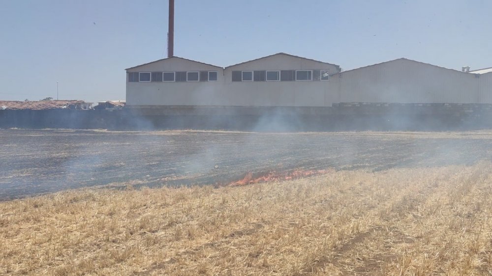 Anız yangını neredeyse fabrikayı yok ediyordu