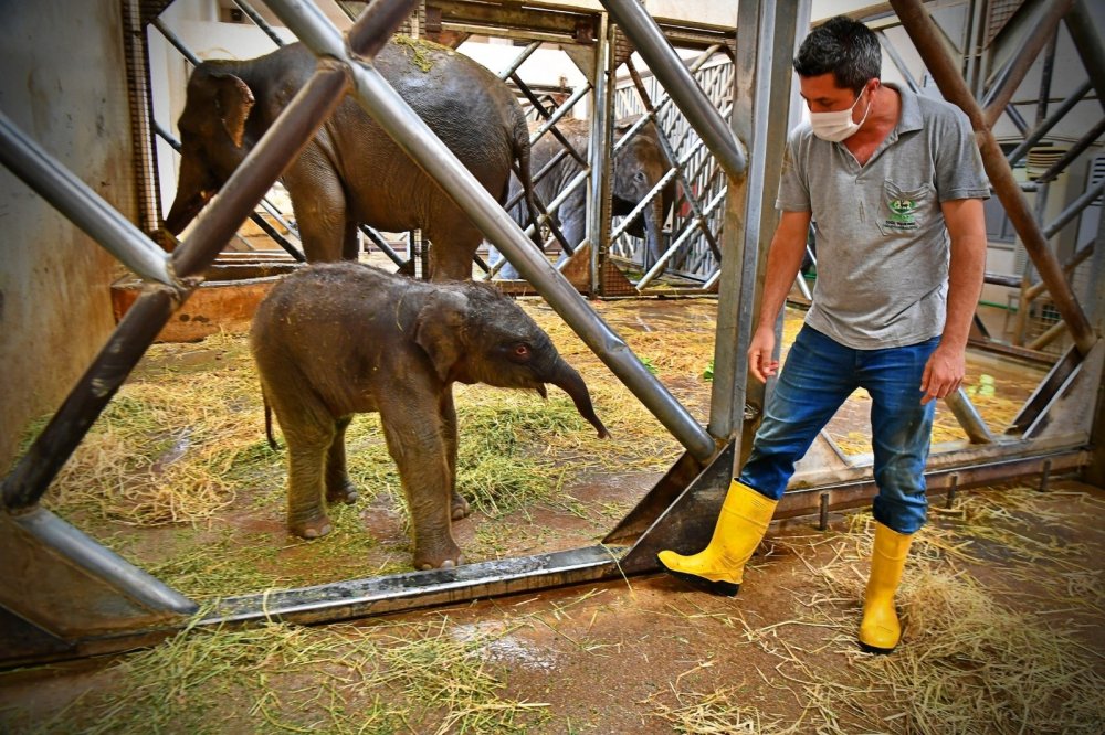 İzmir Doğal Yaşam Parkı'ndaki fil ailesi üçüncü yavrusuna kavuştu