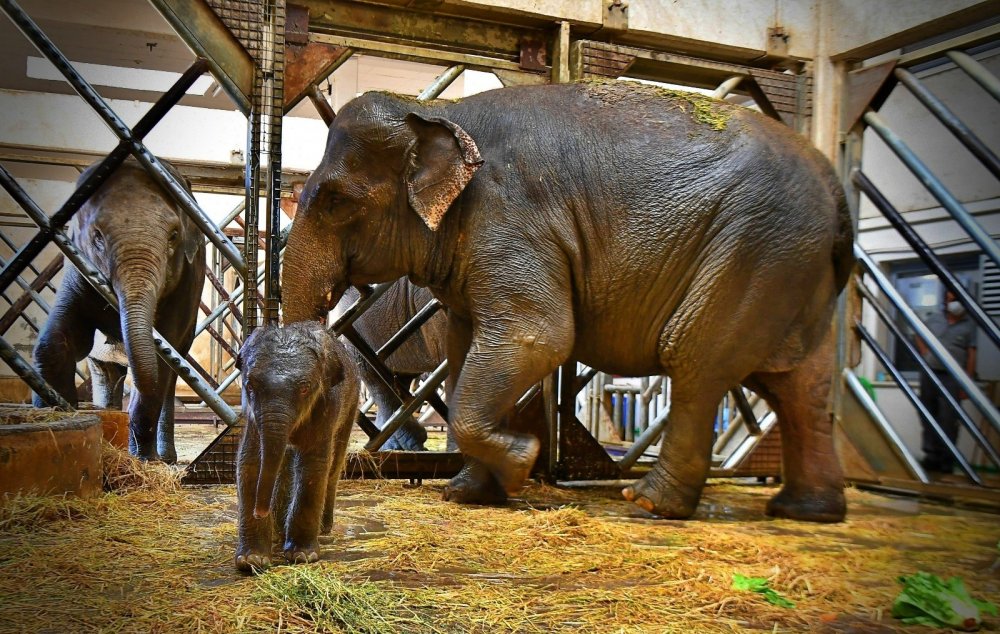İzmir Doğal Yaşam Parkı'ndaki fil ailesi üçüncü yavrusuna kavuştu