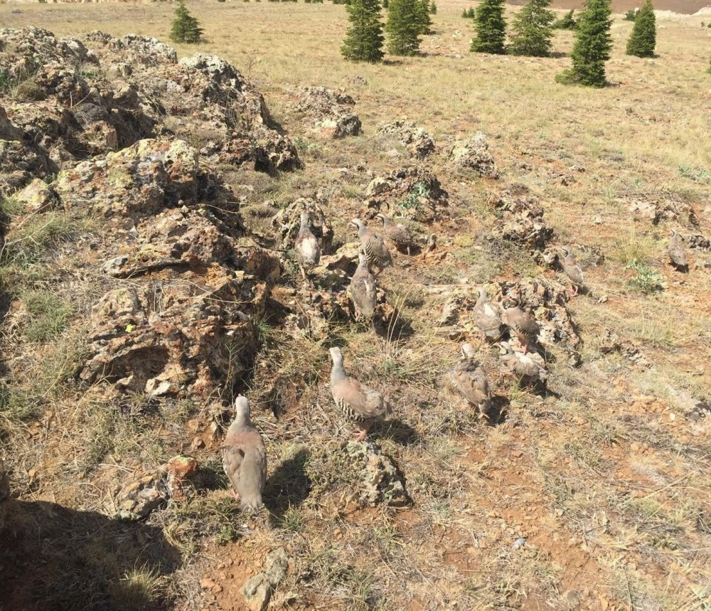 Konya’da izinsiz beslenen 76 keklik için 61 bin lira ceza