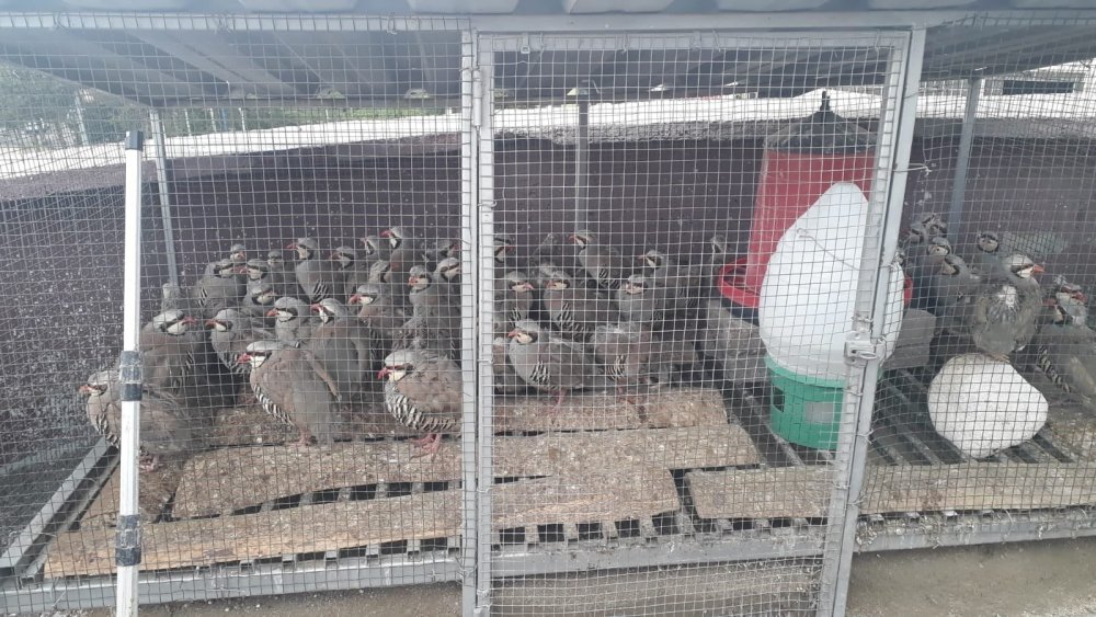 Konya’da izinsiz beslenen 76 keklik için 61 bin lira ceza