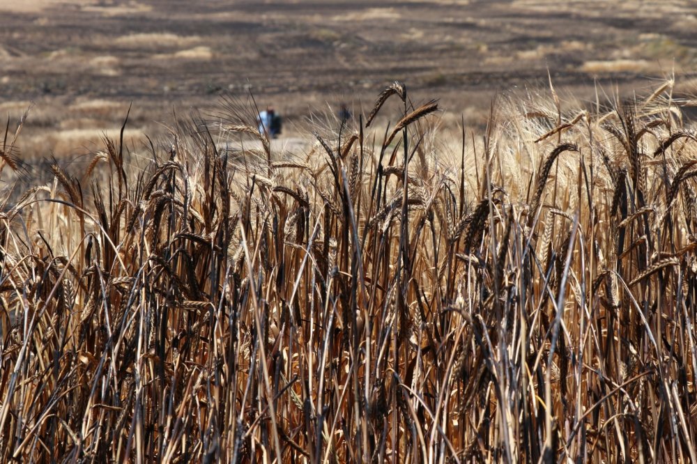 Hasadı beklerken yanan 250 dekarlık arpa tarlası kül oldu