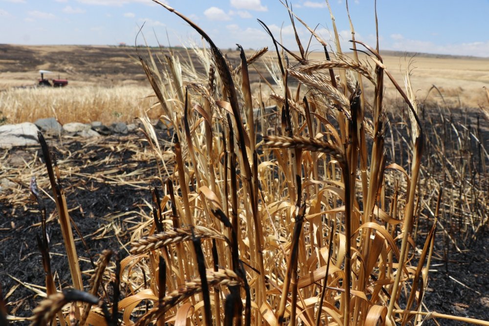 Hasadı beklerken yanan 250 dekarlık arpa tarlası kül oldu