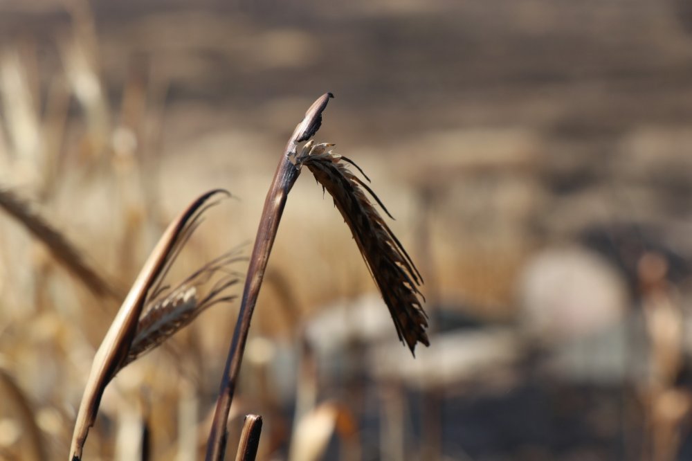 Hasadı beklerken yanan 250 dekarlık arpa tarlası kül oldu