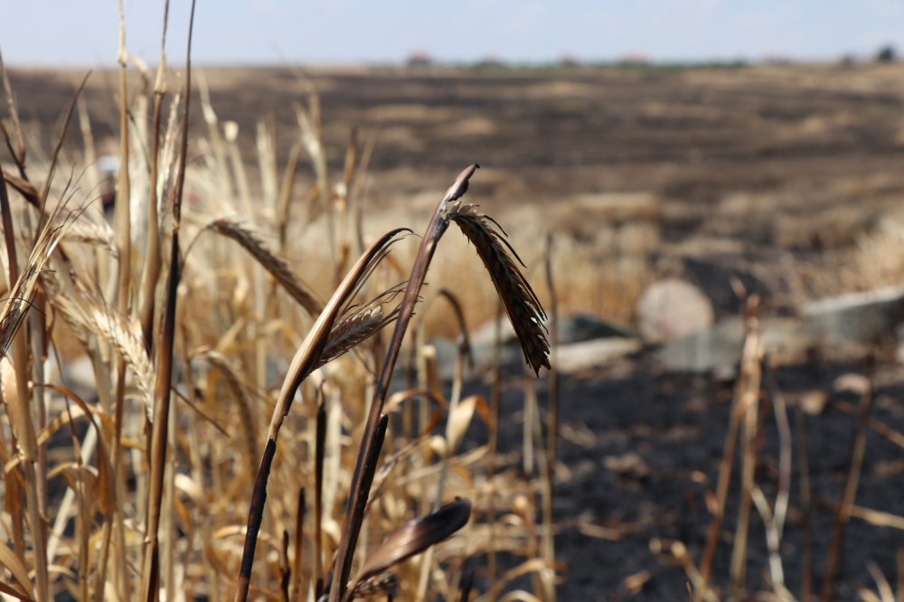 Hasadı beklerken yanan 250 dekarlık arpa tarlası kül oldu